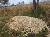 https://www.centernarovinu.org/sites/default/files/imagecache/node-gallery-display/rusinga-island-2014-07-18/heap-of-harvested-maize.JPG